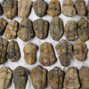 1 to 4 inch Multipack Trilobite real dino fossil rock stone marine specimen image 3