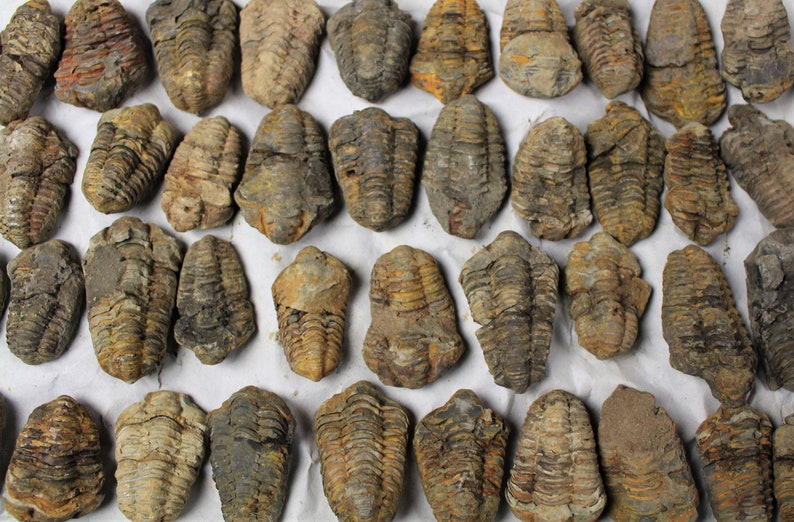 1 to 4 inch Multipack Trilobite real dino fossil rock stone marine specimen image 3