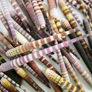 May include: A collection of colorful, striped, and patterned seashells. The shells are long and slender, with a variety of colors, including brown, white, purple, and pink.