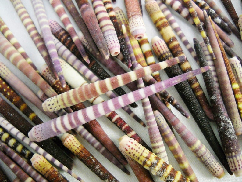 May include: A collection of colorful, striped, and patterned seashells. The shells are long and slender, with a variety of colors, including brown, white, purple, and pink.