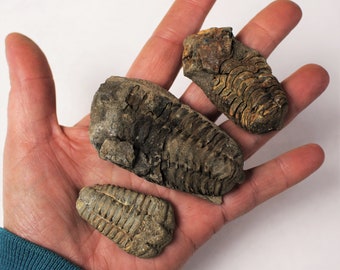 1 to 4 inch Multipack Trilobite real dino fossil rock stone marine specimen