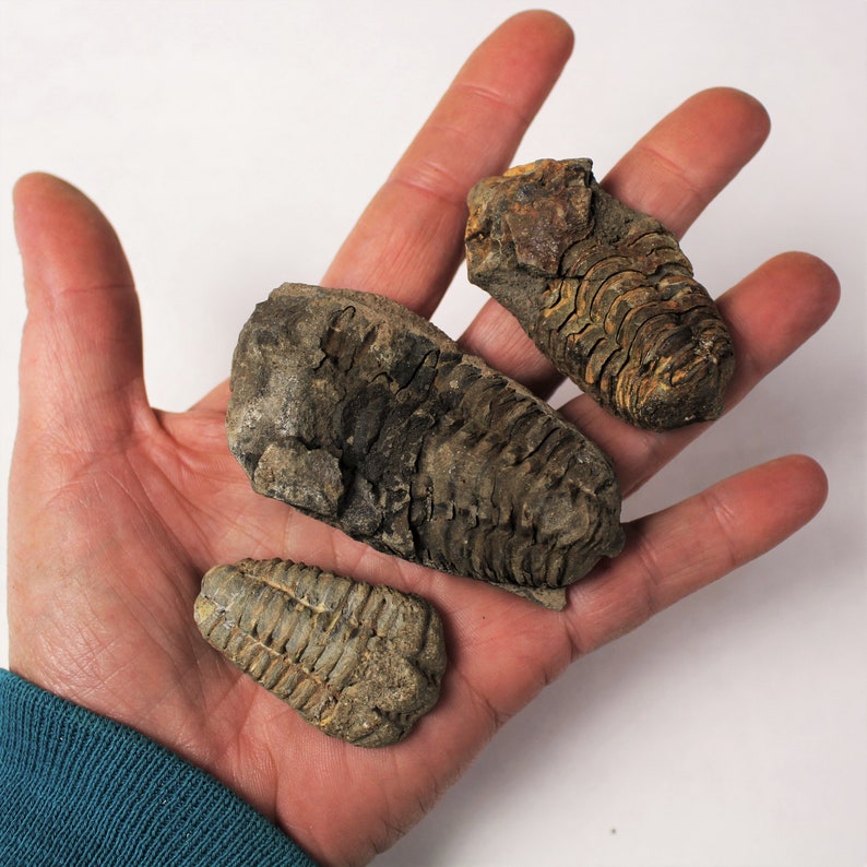 1 to 4 inch Multipack Trilobite real dino fossil rock stone marine specimen image 1