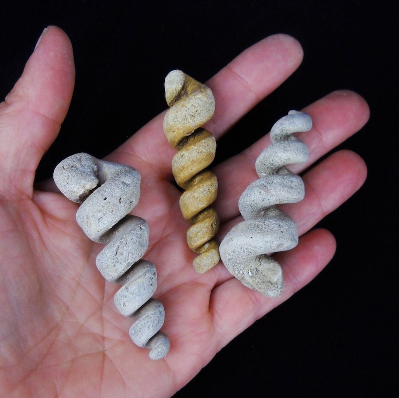 Multipack 1.53 fossil turritella shell castings sandstone image 2