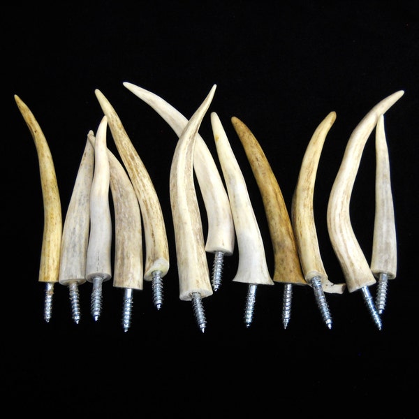 Multipack 4"-5.5" Antler Tip wall mount hooks screw in tines real deer bone buck stag horn bone taxidermy