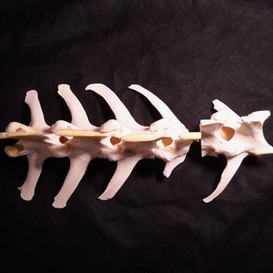 Deer Vertebrae Segments Taxidermy Real Skeleton Spine Bones image 2