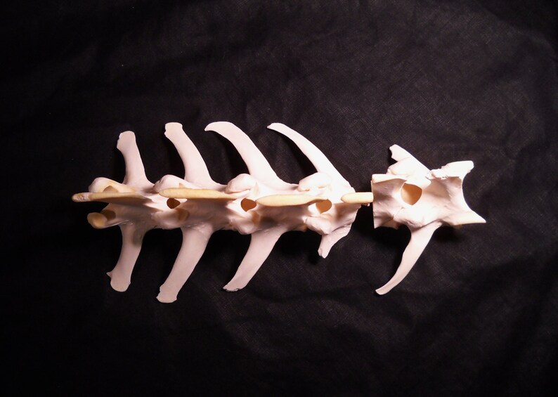 Deer Vertebrae Segments Taxidermy Real Skeleton Spine Bones image 2