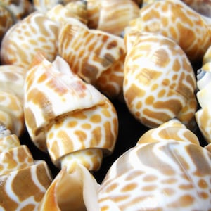 May include: A collection of seashells with a white and brown mottled pattern. The shells are arranged in a pile, showing their intricate details.