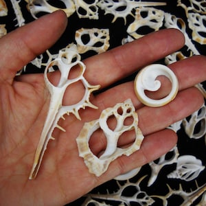 May include: A collection of white and tan cross-sectioned seashells with intricate internal chambers and spiral patterns. The shells are sliced to reveal their hollow, geometric structures, displaying varied shapes including elongated and circular forms.