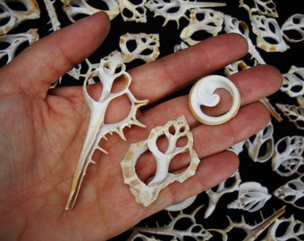 May include: A collection of white and tan cross-sectioned seashells with intricate internal chambers and spiral patterns. The shells are sliced to reveal their hollow, geometric structures, displaying varied shapes including elongated and circular forms.