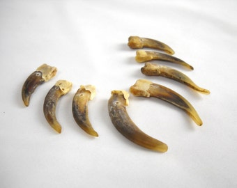 Multipack 1" -2" DRILLED Badger Claws Real Bone Taxidermy Genuine Bones crocodile beads pendant necklace