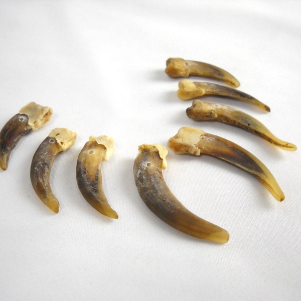 Multipack 1" -2" DRILLED Badger Claws Real Bone Taxidermy Genuine Bones crocodile beads pendant necklace