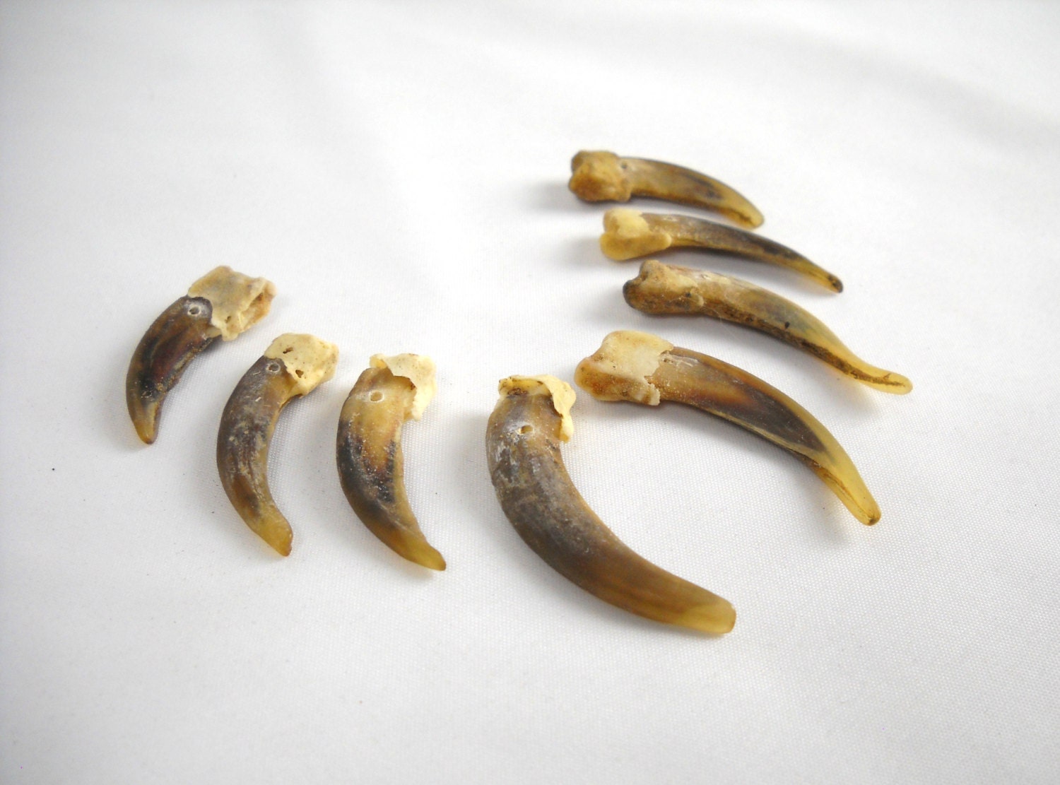 Multipack 1" -2" DRILLED Badger Claws Real Bone Taxidermy Genuine Bones crocodile beads pendant necklace
