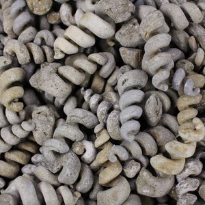 Multipack 1.53 fossil turritella shell castings sandstone image 4