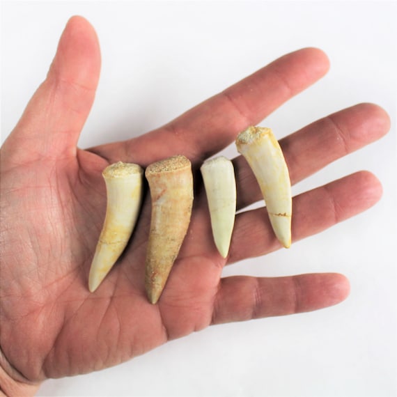 1/2 to 2 1/2 Inch Multipack Enchodus Dino Teeth Natural  Etsy