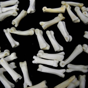 Multipack DRILLED .751 Coyote Toes Real Bone Knucklebone Taxidermy Human Finger Bones Phalanx Phalanges Pendant Beads image 5