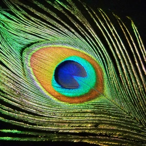 Multipack 5&quot;-11&quot; SMALL EYES peacock feathers plumes natural green eyes and stalks