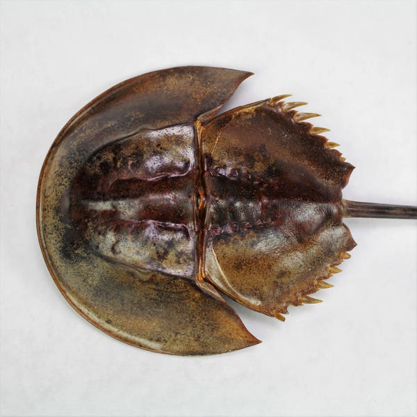9"-12" Creepy Horseshoe Crab, Head is 4.5 to 5.5", Real Taxidermy Preserved Dried Animal Specimen Decoration