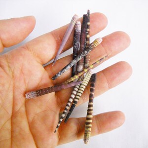 May include: A collection of small, thin, brown and white striped shells with pink tips. The shells are arranged in a hand.