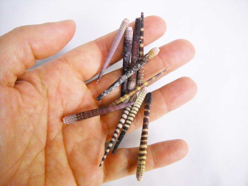 May include: A collection of small, thin, brown and white striped shells with pink tips. The shells are arranged in a hand.