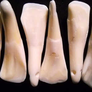 5 Real Bone Water Buffalo Teeth Taxidermy Genuine Tooth Bones Pendant image 1