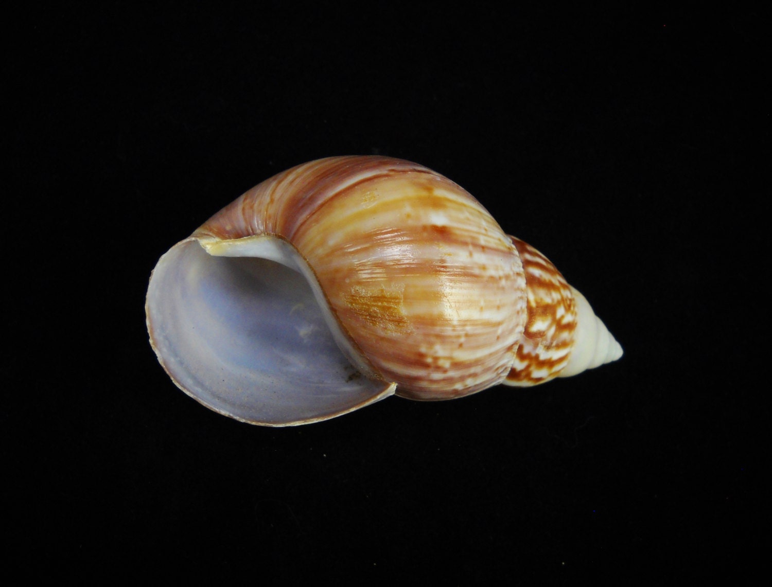 蝸之殻 SNAIL SHELL まとめ売り ※注意事項あり。 Multipack 1.5