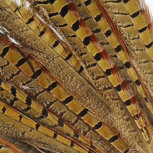 May include: Close-up of a pheasant tail feather with a pattern of black, brown, and yellow stripes.
