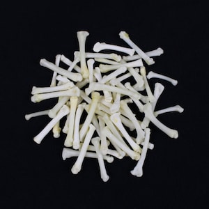 May include: A pile of small, white, bone-like objects on a black background. The objects are arranged in a random pattern and appear to be animal bones.