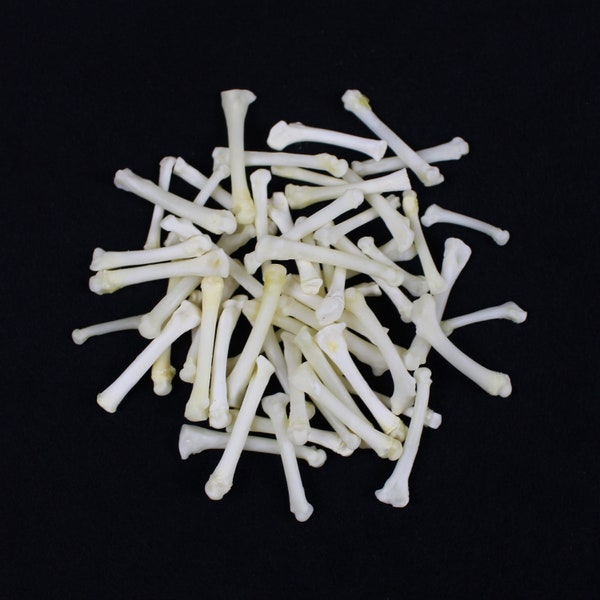 Multipack 3/4-1 3/4" Raccoon TOE Bones Real Bone Taxidermy Phalanx Phalanges Pendant Beads