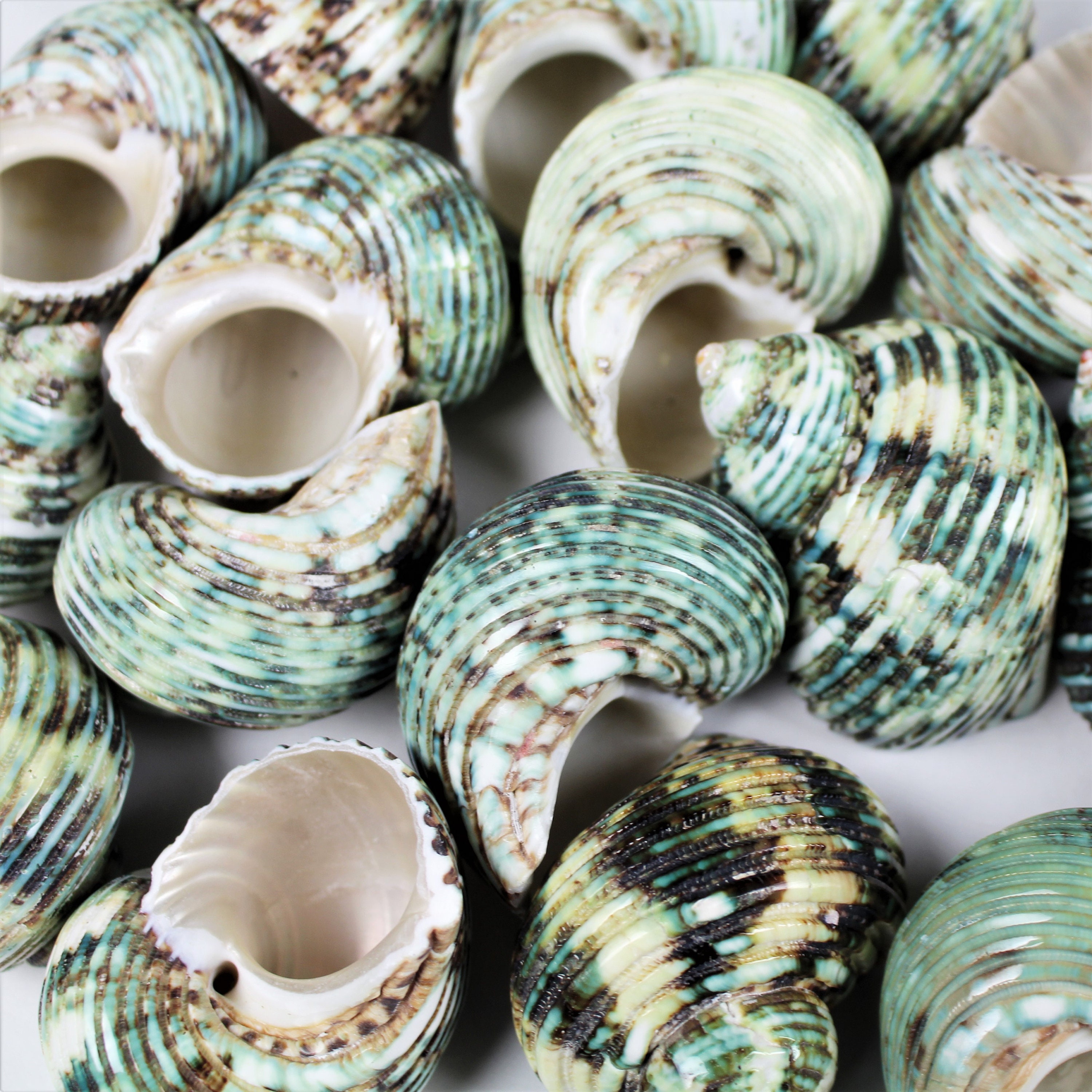 Multipack 2.5"-3" Turbo Shell mouth opening sizes approx 1 …