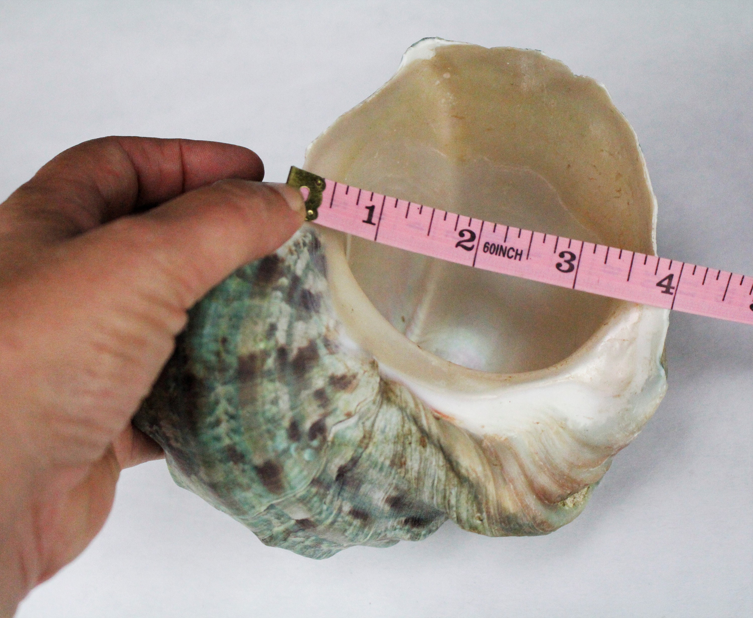 Monster 9 Inch Shells 5