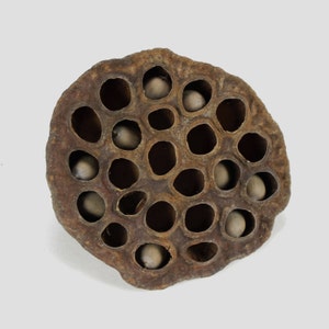 1.5&quot;-3&quot; Lotus Pods loose dried seed pods bulk wholesale