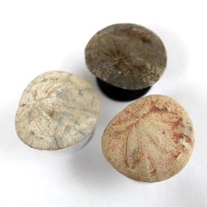 May include: Three fossilized sand dollars, one is brown, one is white with a gray tint, and one is white with a reddish tint.