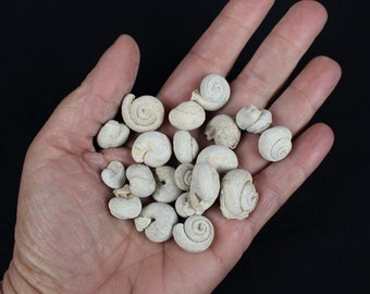 1/2 to 1 inch Multipack Fossil Gastropods from Morroco real genuine