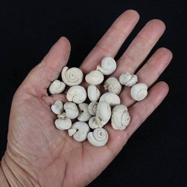 1/2 to 1 inch Multipack Fossil Gastropods from Morroco real genuine