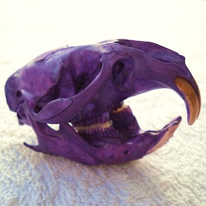Taxidermy Royal Purple Rat Real Bone Animal Skull Muskrat Bones image 1