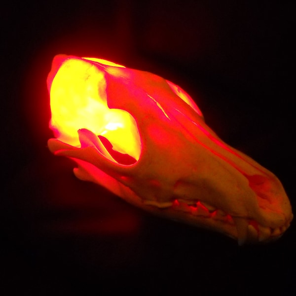 Skull Lamp - Etsy