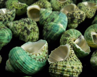 May include: A collection of green and white seashells with a mottled pattern. The shells are arranged in a random pattern on a black background.