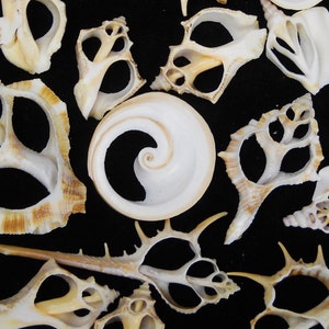 May include: A collection of various sea shells featuring intricate openwork structures and a central smooth, white, spiral-shaped shell. The shells exhibit shades of cream, tan, and off-white, displaying natural organic patterns and sharp, pointed edges.