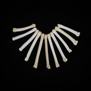 May include: A collection of 12 small, white, bone-like objects arranged in a semi-circle pattern on a black background.