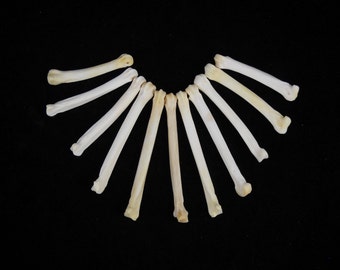 Multipack 2"-3"  DRILLED Coyote Foot Bones Real Bone Knucklebone Taxidermy Human Finger Bones Phalanx Phalanges Pendant Beads
