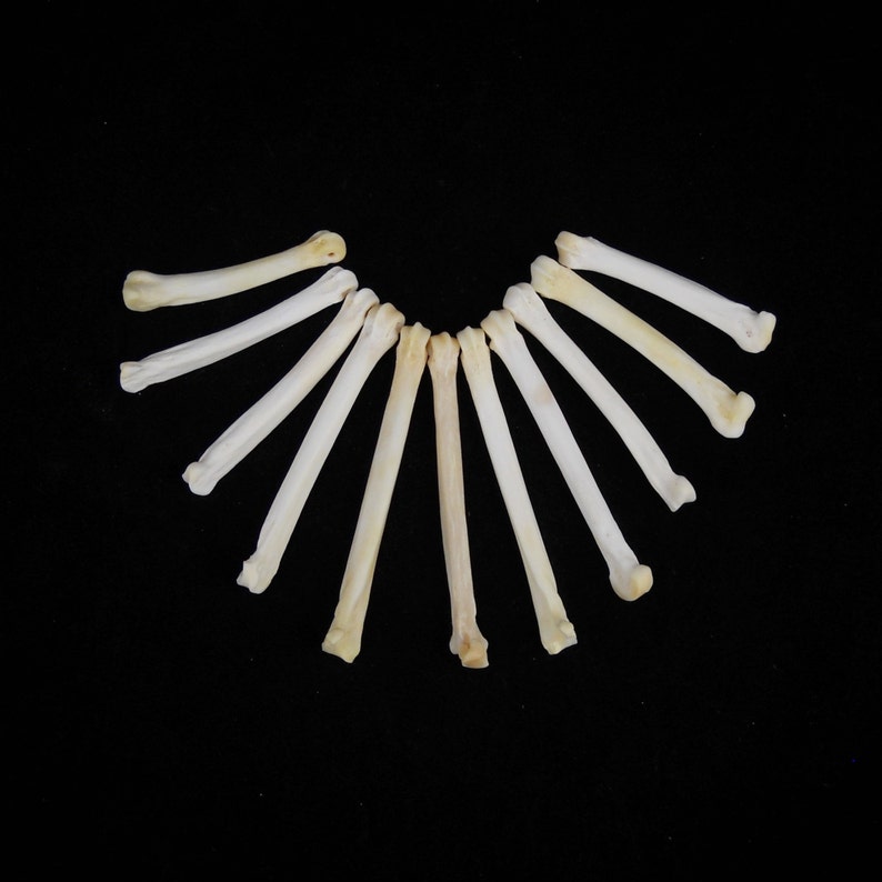 May include: A collection of 12 small, white, bone-like objects arranged in a semi-circle pattern on a black background.