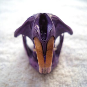 Taxidermy Royal Purple Rat Real Bone Animal Skull Muskrat Bones image 3