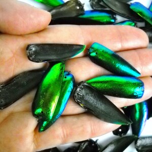 Multipack DRILLED 1.25 Elytra Beetle Wings GREEN TONE natural iridescent elyctra insect bug metallic jewel green and blue taxidermy image 5