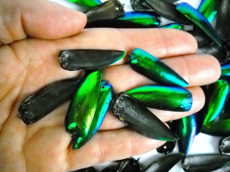 Multipack DRILLED 1.25 Elytra Beetle Wings GREEN TONE natural iridescent elyctra insect bug metallic jewel green and blue taxidermy image 5