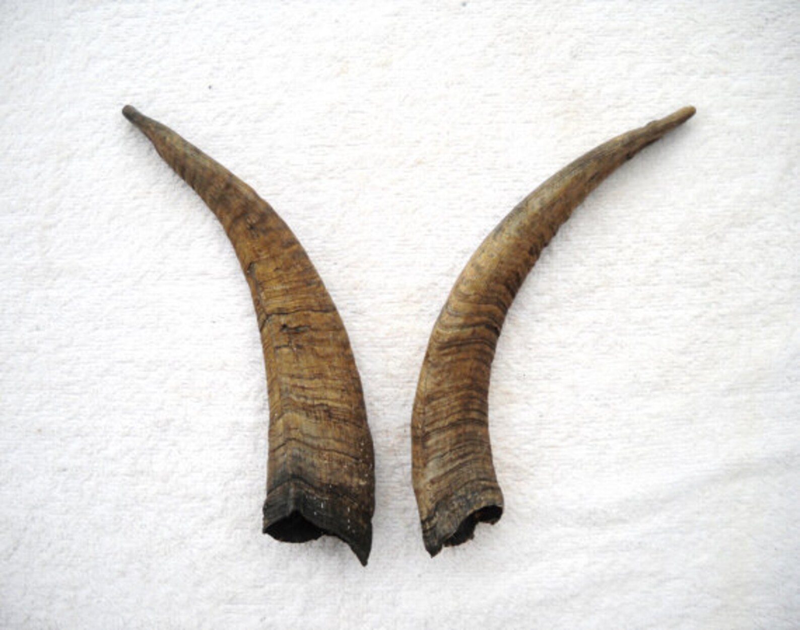 69 Goat Horns Matched Pair Set Taxidermy Real Bone Etsy