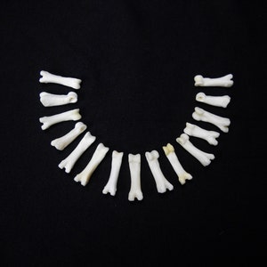 Multipack DRILLED .751 Coyote Toes Real Bone Knucklebone Taxidermy Human Finger Bones Phalanx Phalanges Pendant Beads image 1