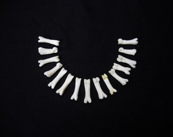 Multipack DRILLED .75"-1" Coyote Toes Real Bone Knucklebone Taxidermy Human Finger Bones Phalanx Phalanges Pendant Beads