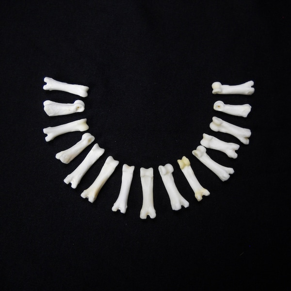 Multipack DRILLED .75"-1" Coyote Toes Real Bone Knucklebone Taxidermy Human Finger Bones Phalanx Phalanges Pendant Beads