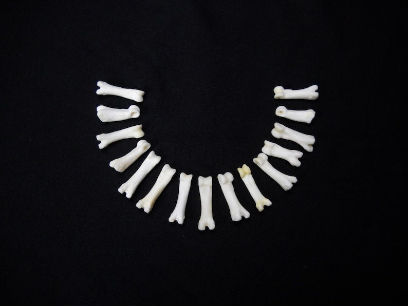 Multipack DRILLED .751 Coyote Toes Real Bone Knucklebone Taxidermy Human Finger Bones Phalanx Phalanges Pendant Beads image 1