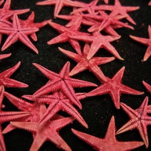 May include: A collection of pink starfish on a black background. The starfish are arranged in a random pattern, with some overlapping.